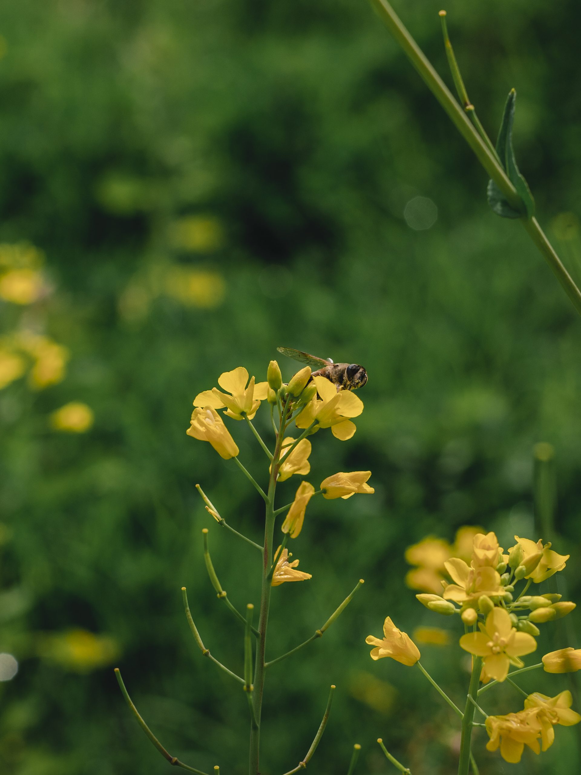 WilcamayuSesionDos_43